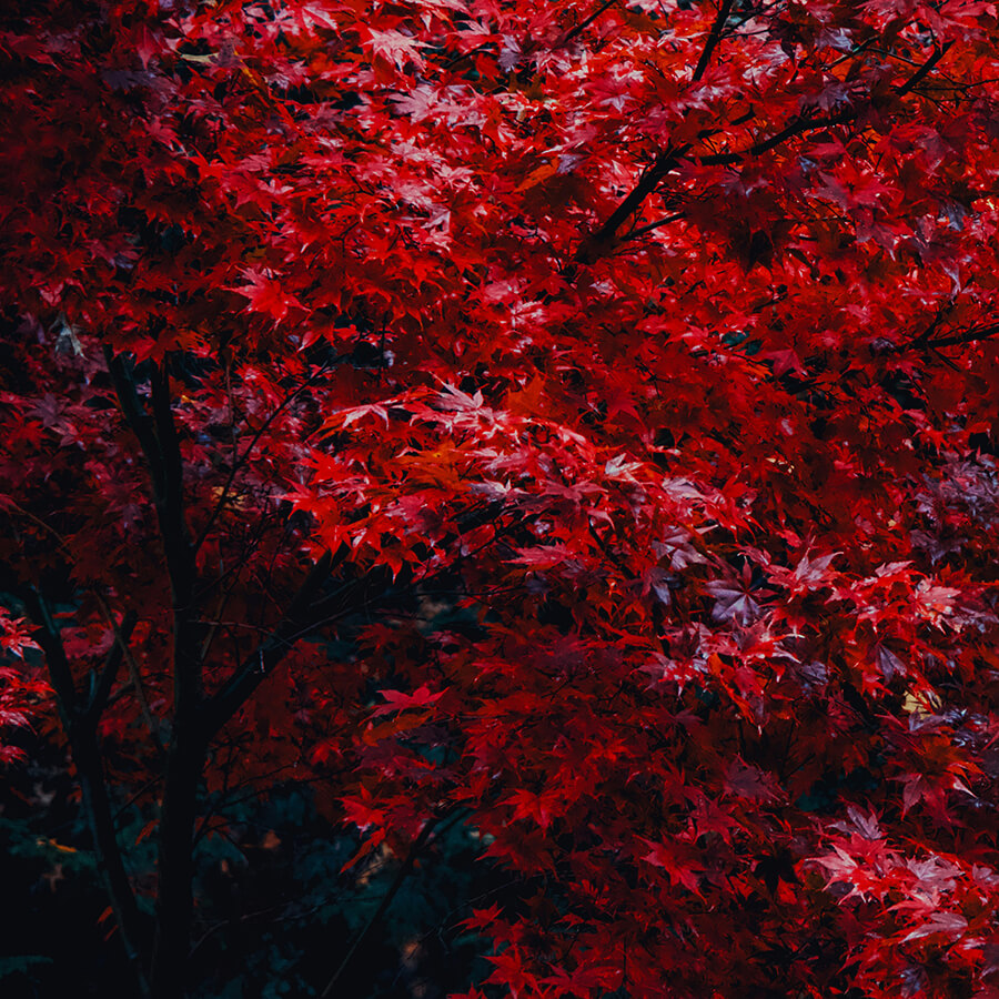 ryan-zeck-io7Q-QHbIYM-unsplash-2